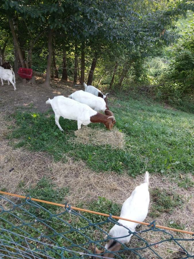 Sostanj Velenje Ravne Sobe Rooms Vrtacnik D O O Bagian luar foto